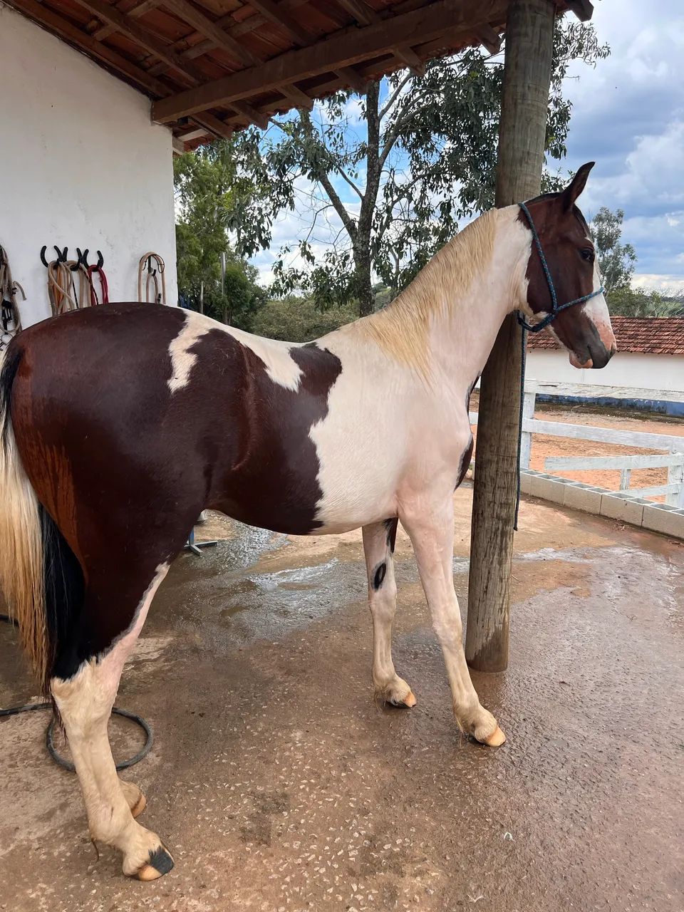 Potro Pampa Registrado