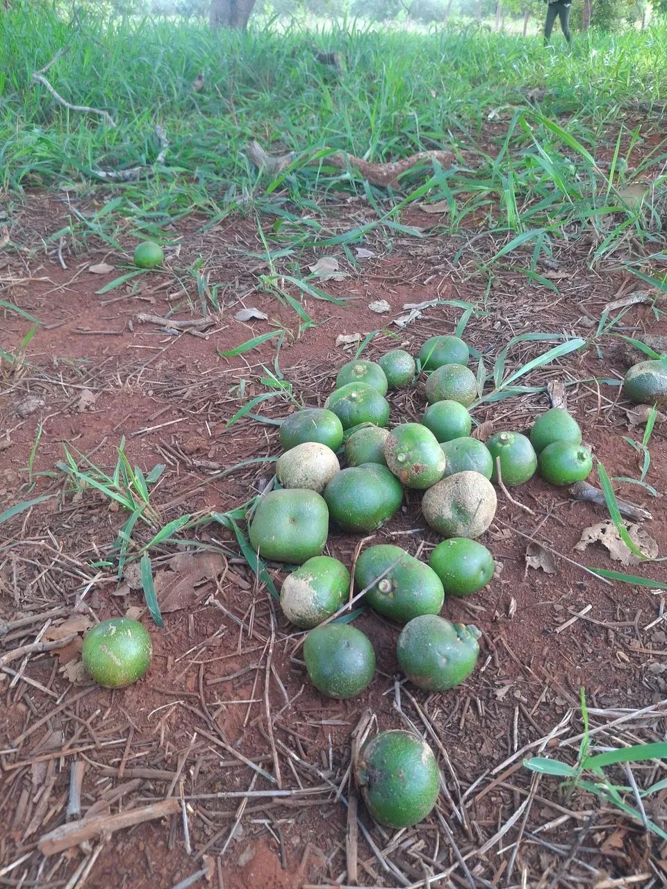 Pequi promoção  - Foto 3