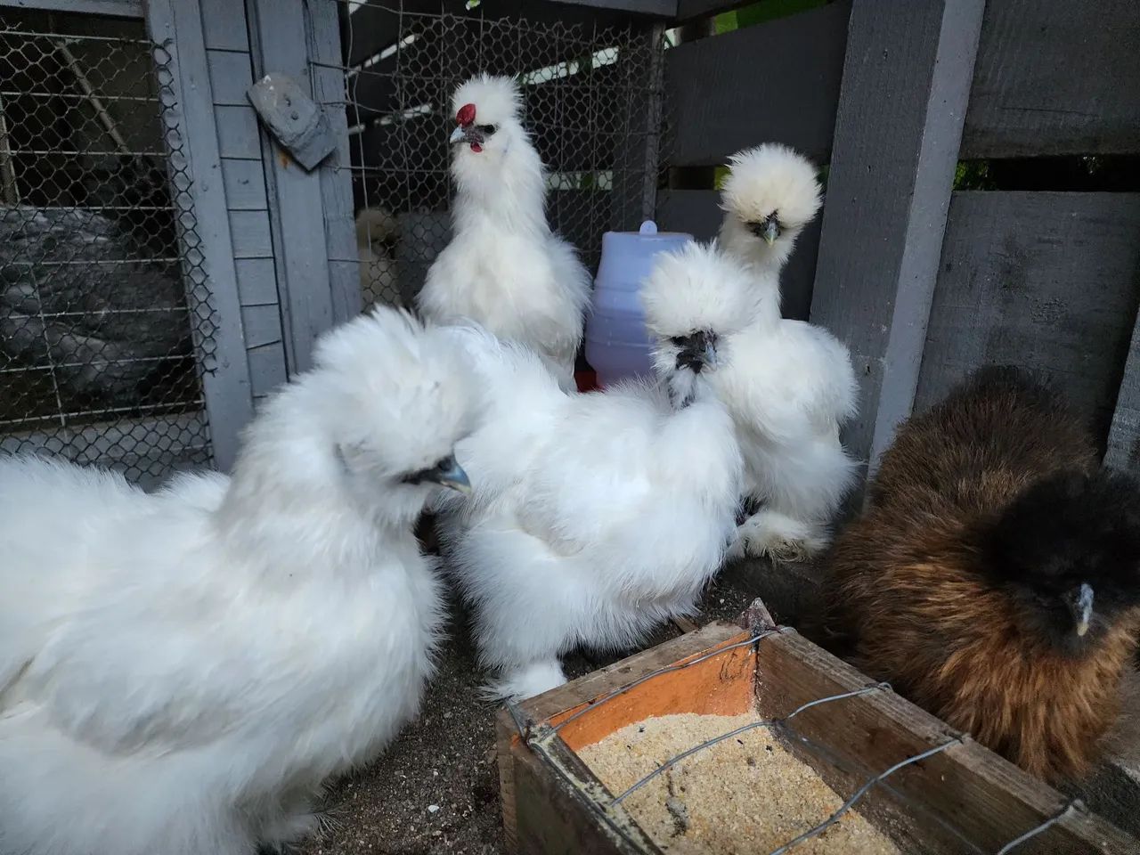 Galinhas Sedosas  - Foto 2