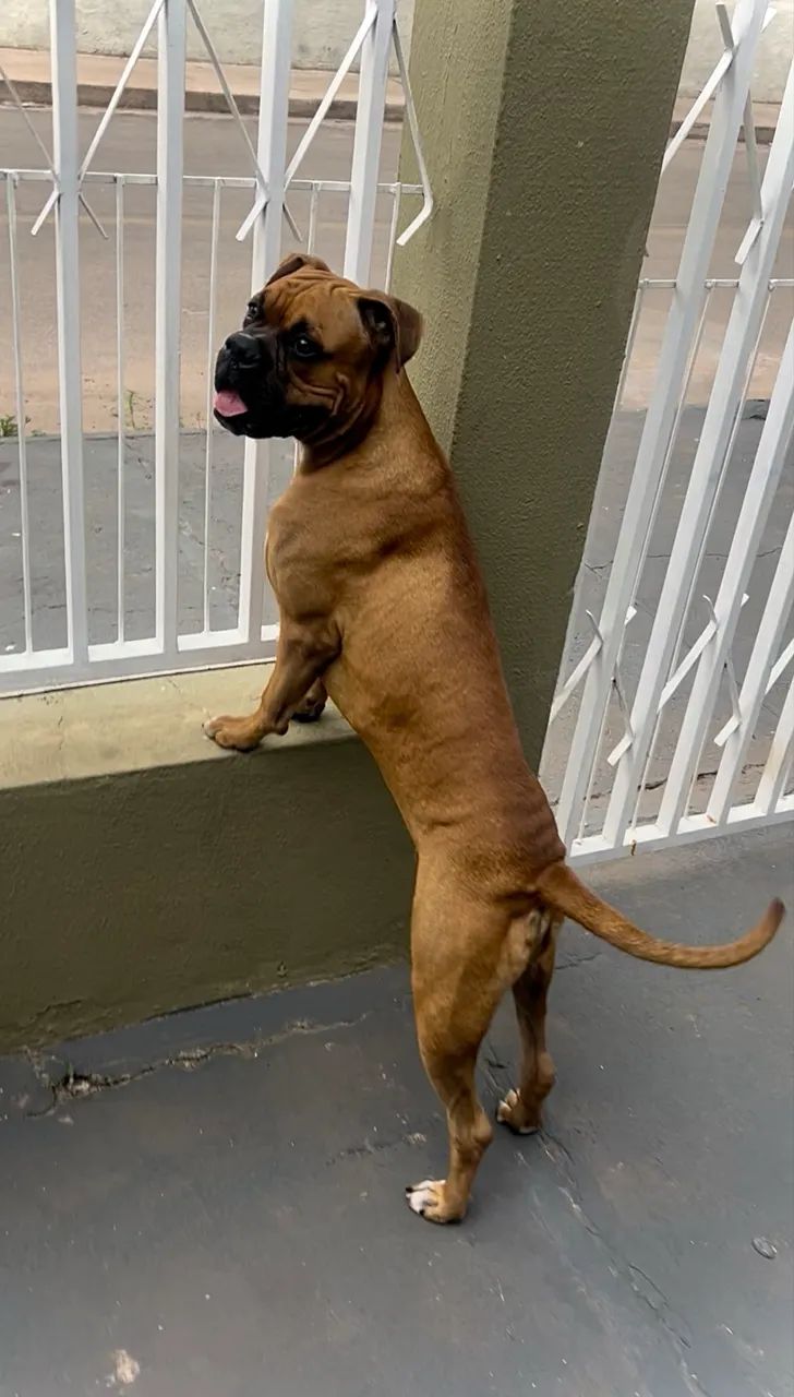 Doa-se casal de  boxer  - Foto 3