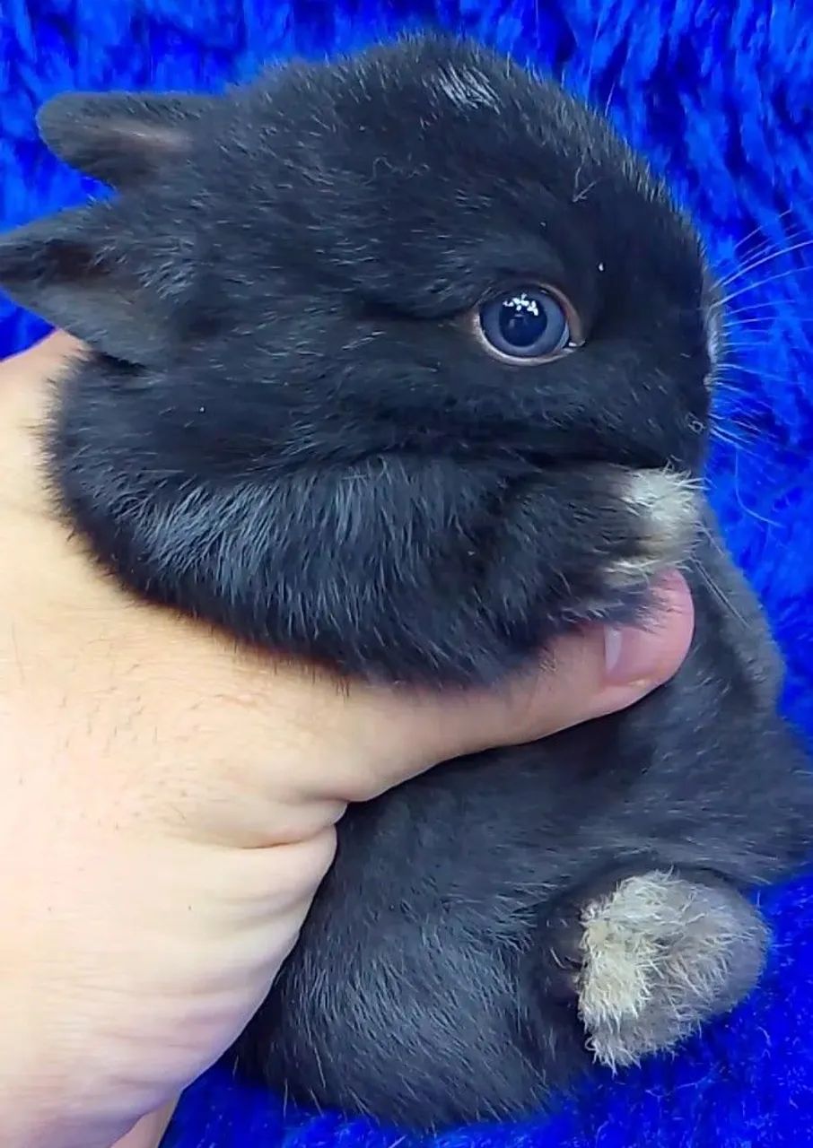 Lindos Mini coelhos e coelhos anões  - Foto 3