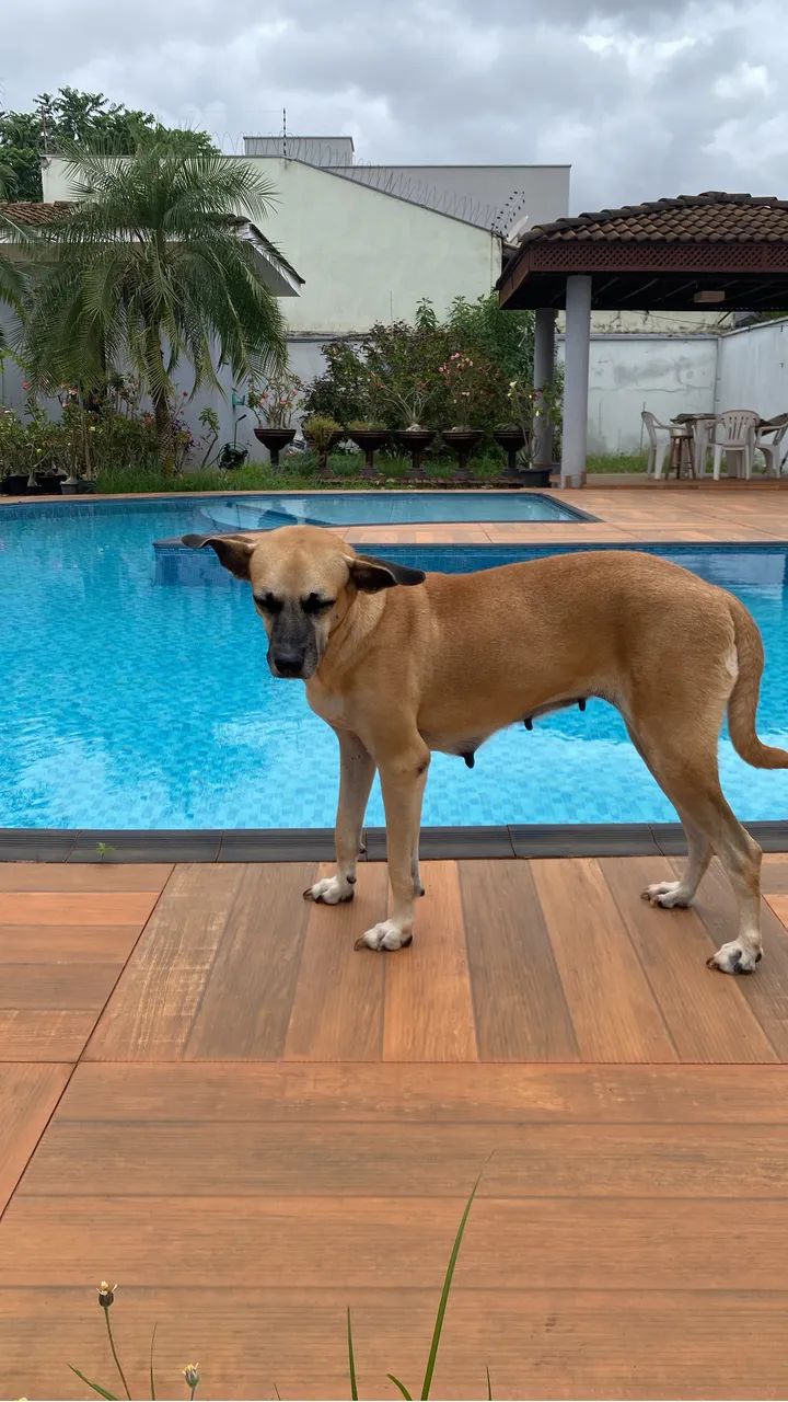 Adoção de cachorro  - Foto 2