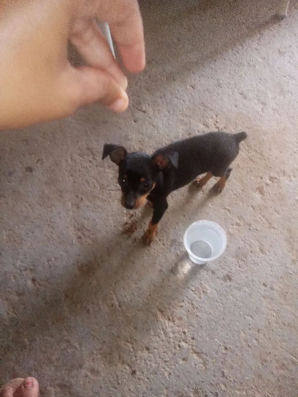 Cachorro pinche  - Foto 3