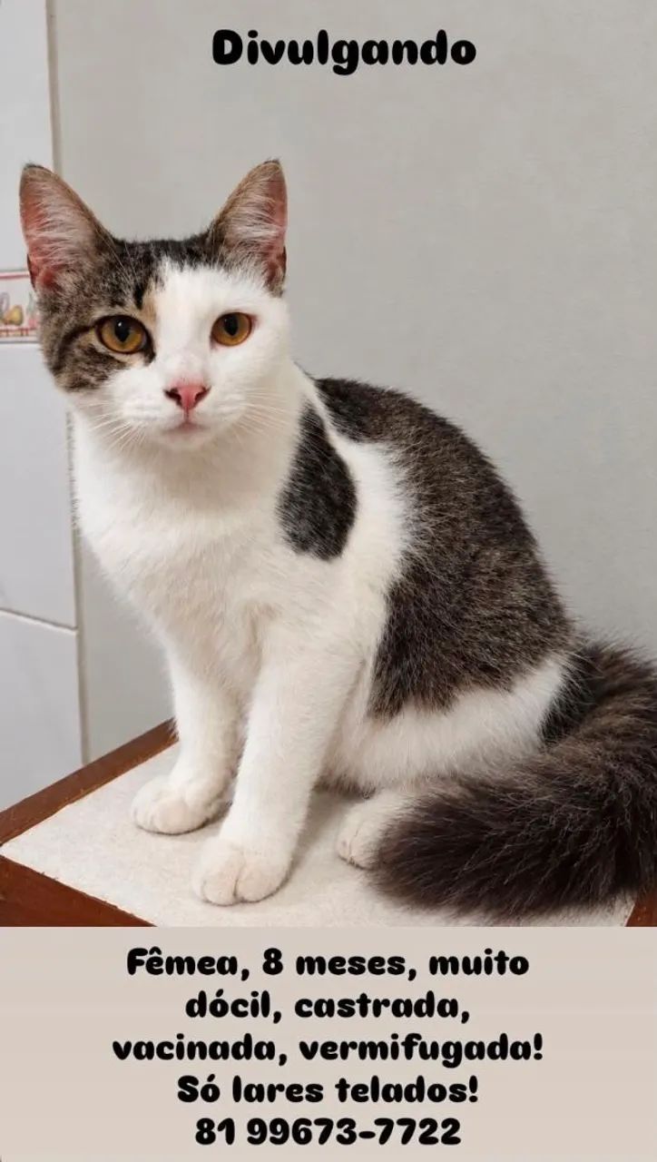 Gata para adoção responsável