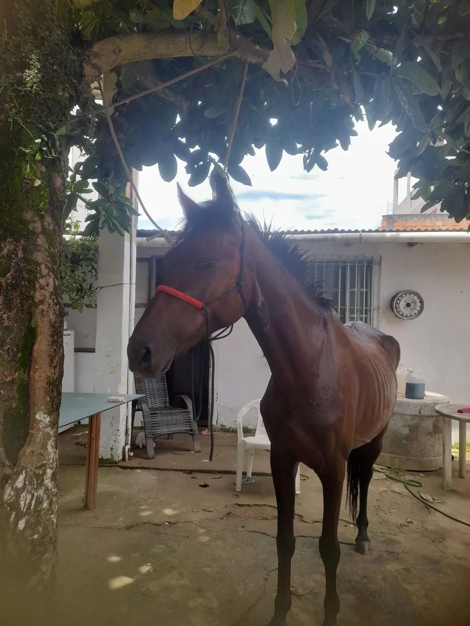 Vendo egua  - Foto 2