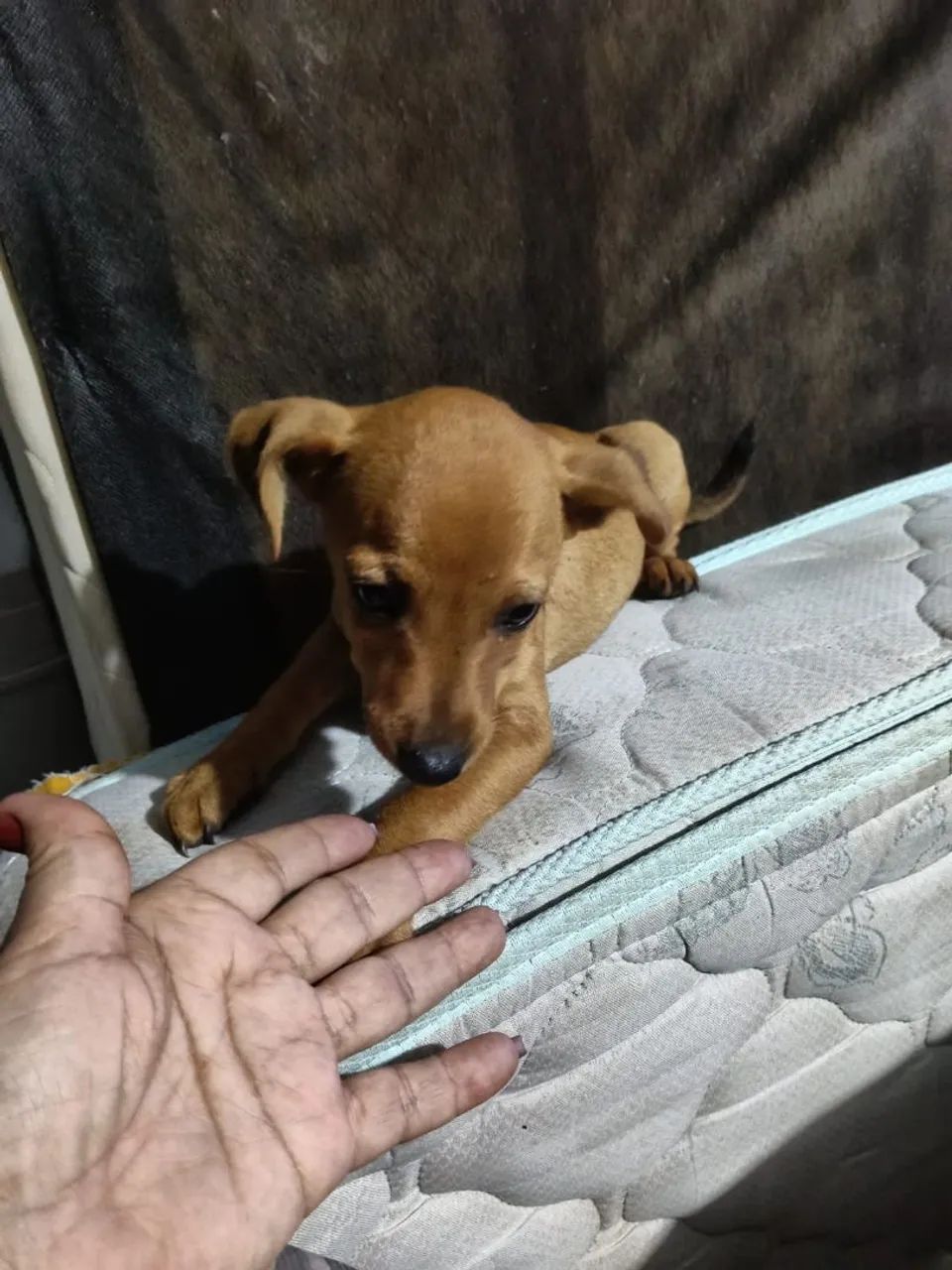 Pincher  - Foto 2