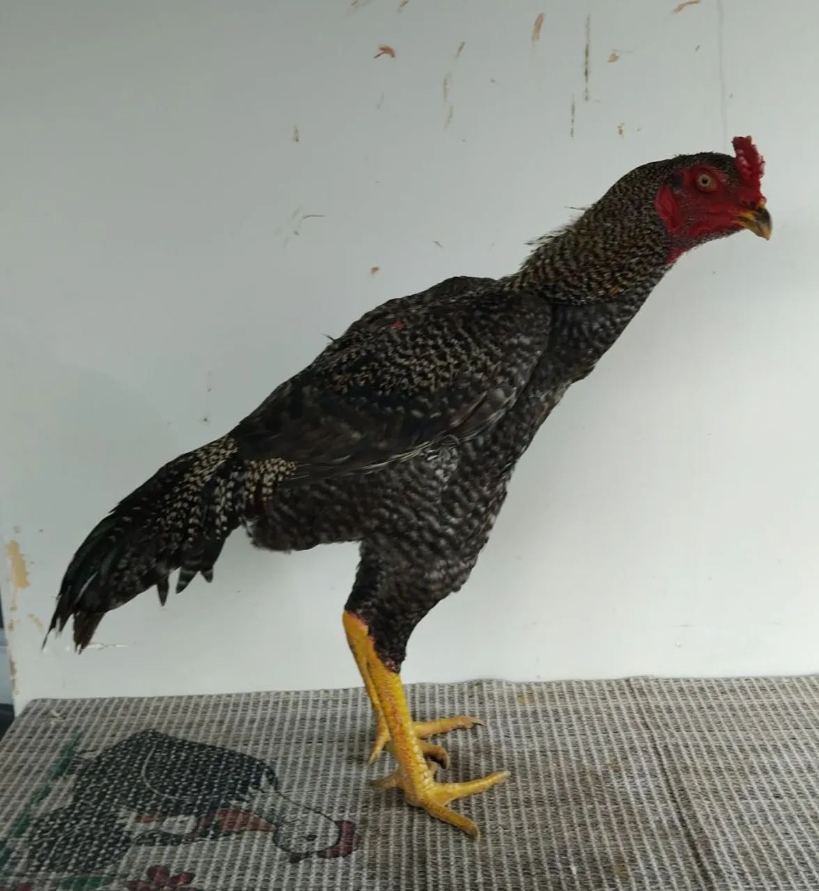 FRANGO MURA EXÓTICO DE QUALIDADE!! - Foto 3