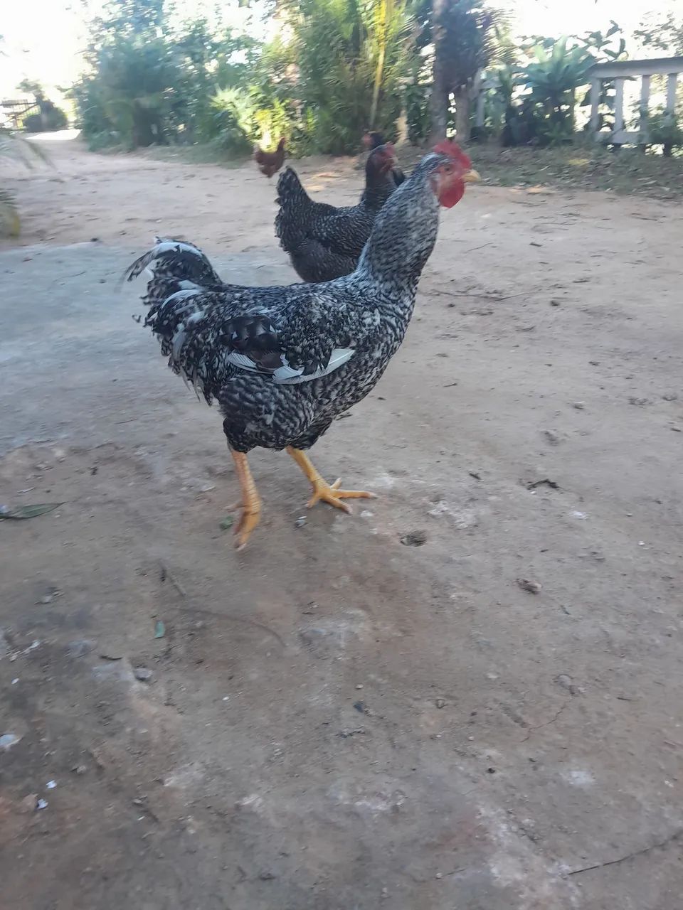Frango e frango genética GSB