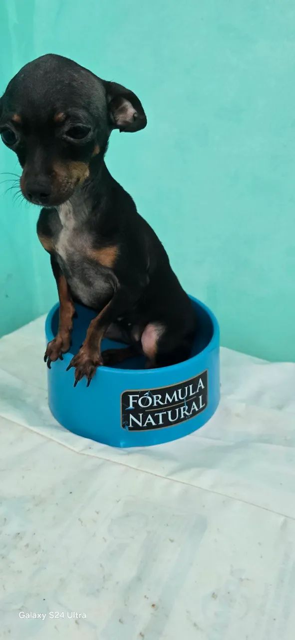 Pinscher  - Foto 5