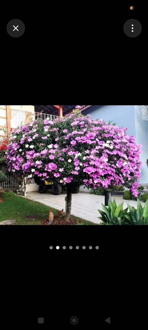 Cortes de árvores e Jardinagem 