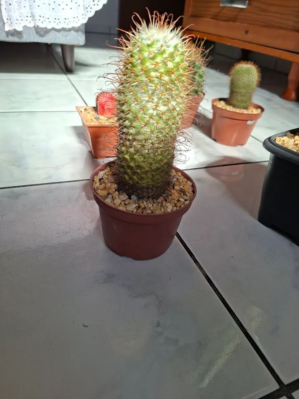 Cactos - Foto 4