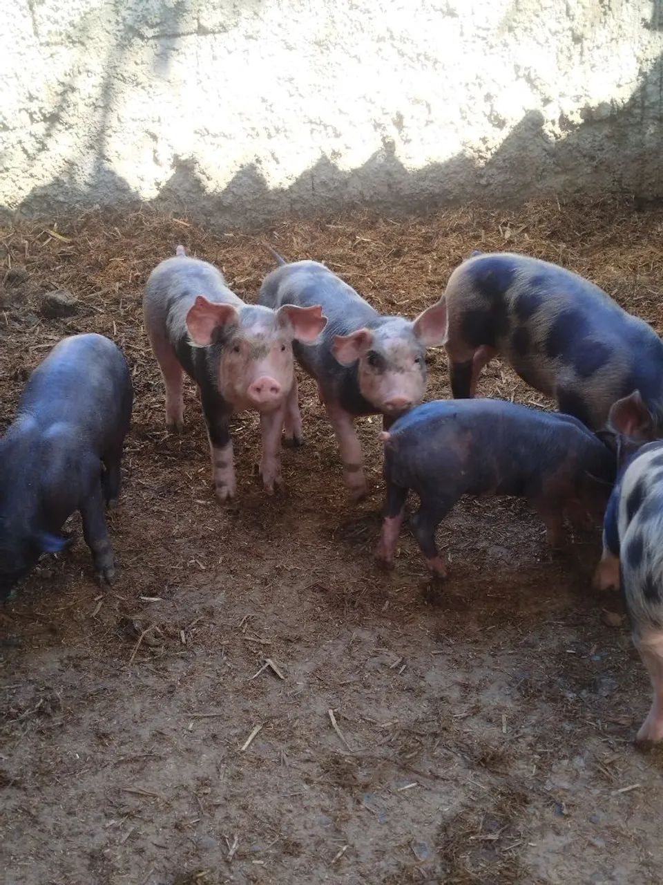 Leitões Pietran  - Foto 2