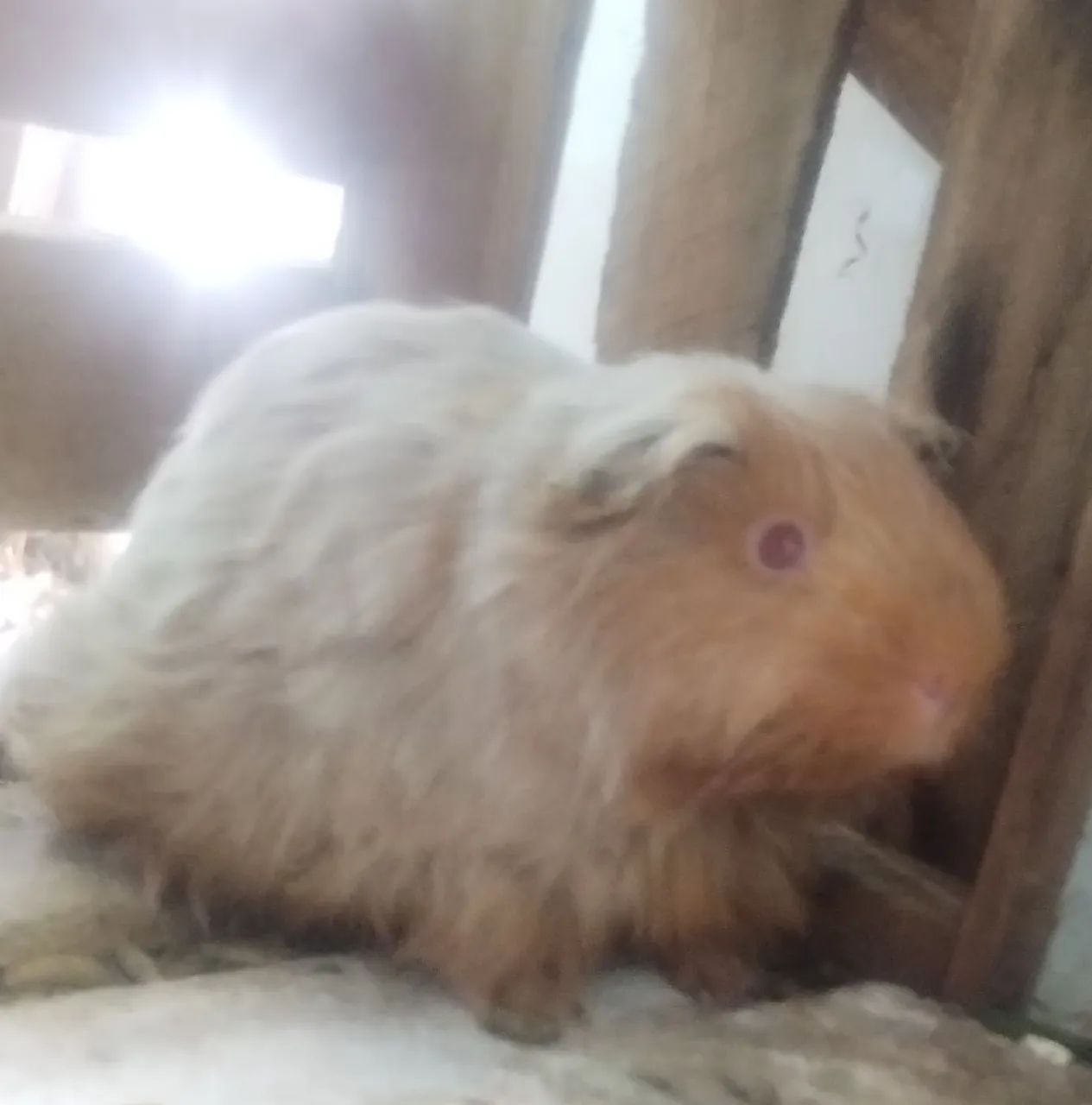 Porquinho da Índia pelo longo  - Foto 4