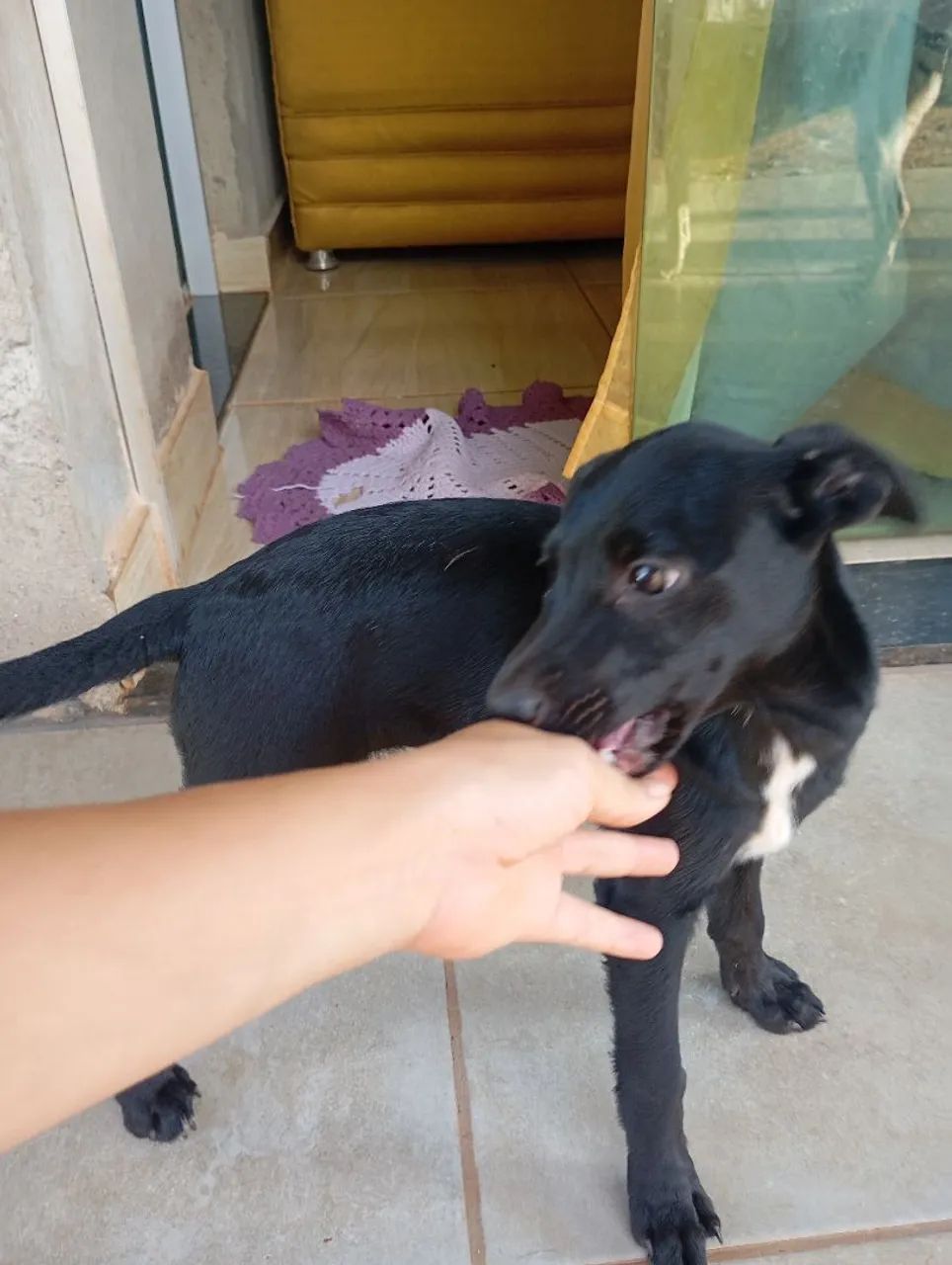 Doação da pipoca - Foto 4