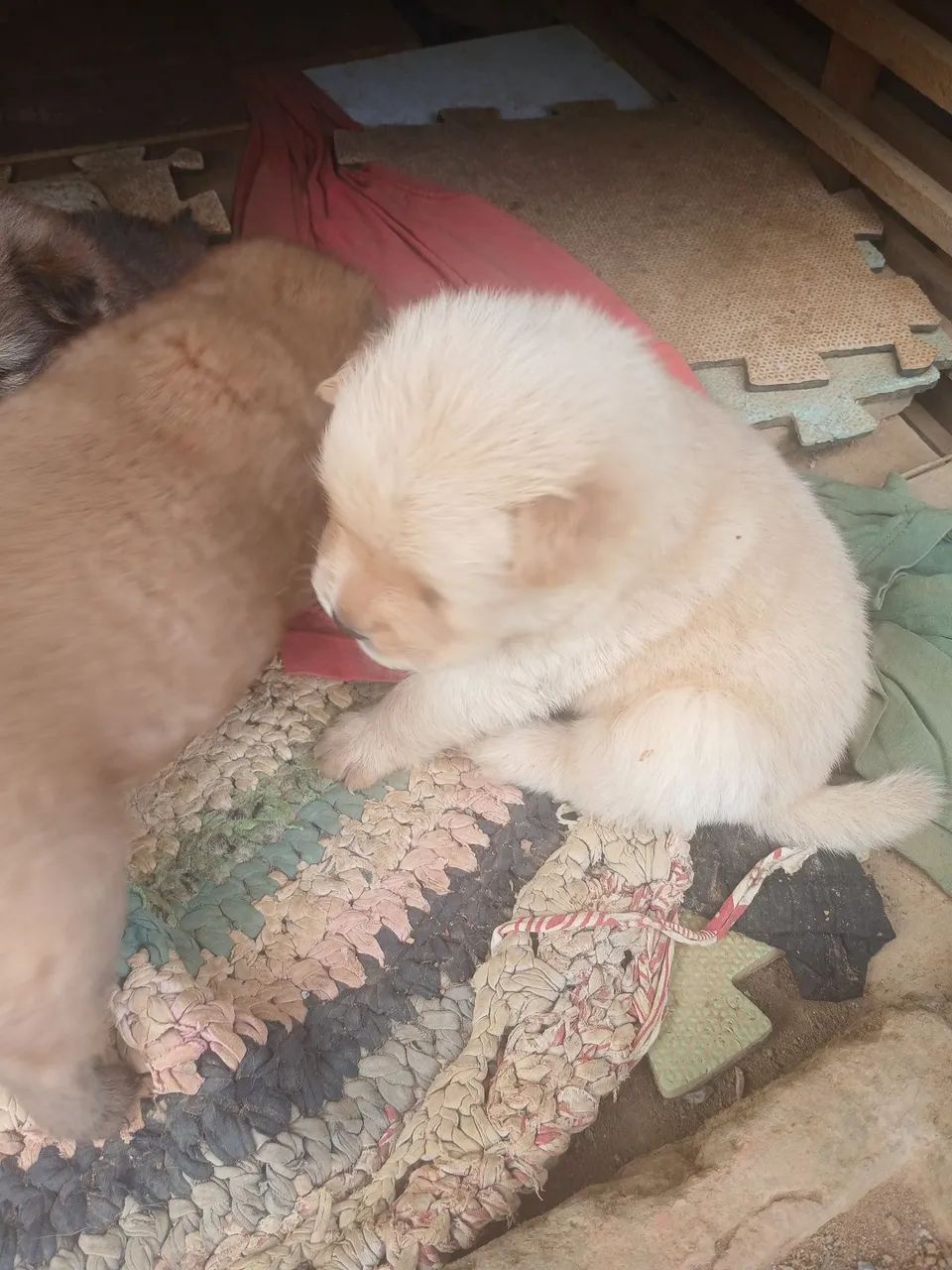 Cachorros da língua roxa chow chow  - Foto 3