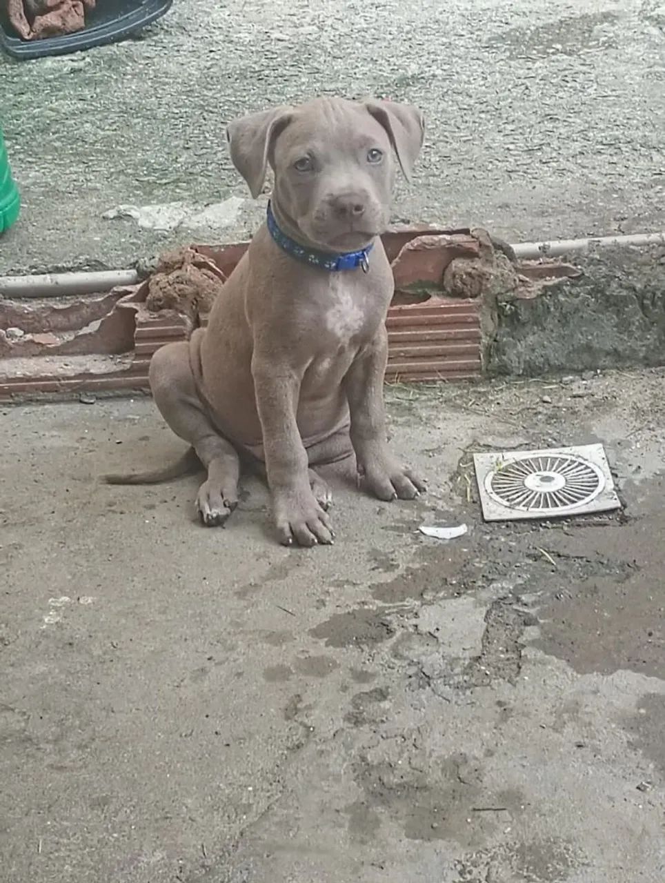 Pitbull 