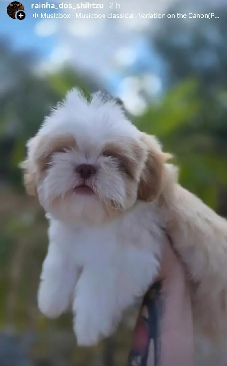 Shih-tzu Cuiabá  - Foto 4
