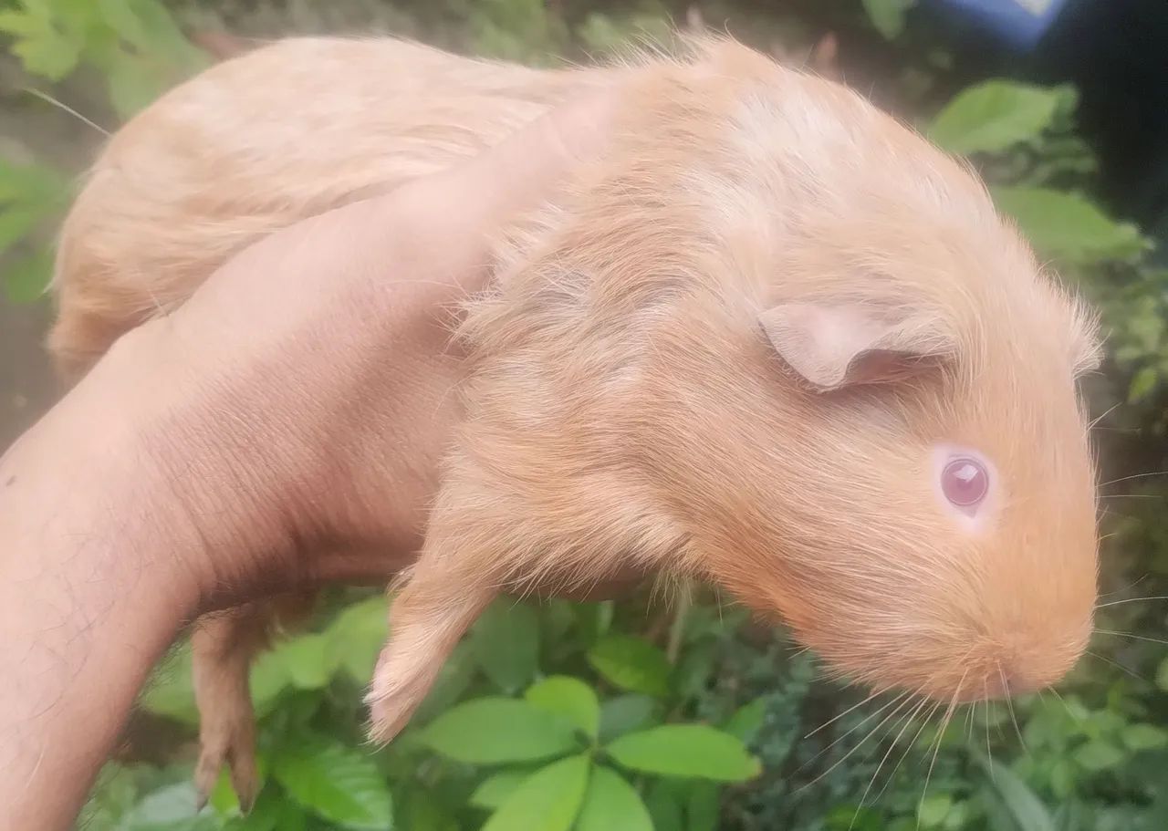 Porquinho da Índia  - Foto 2