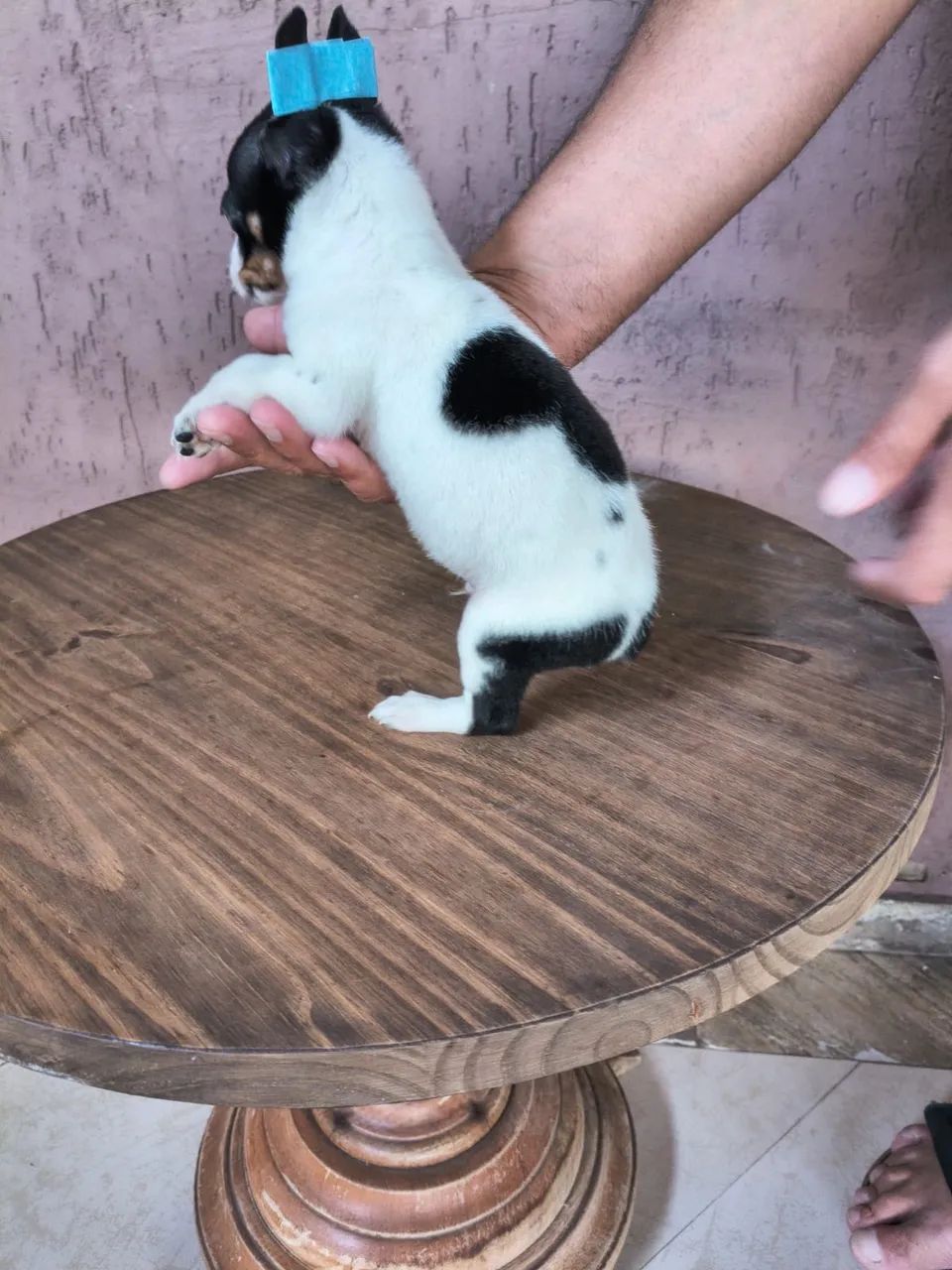 Pinscher mini 