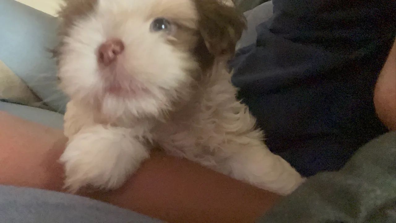 Shih-tzu - Foto 2