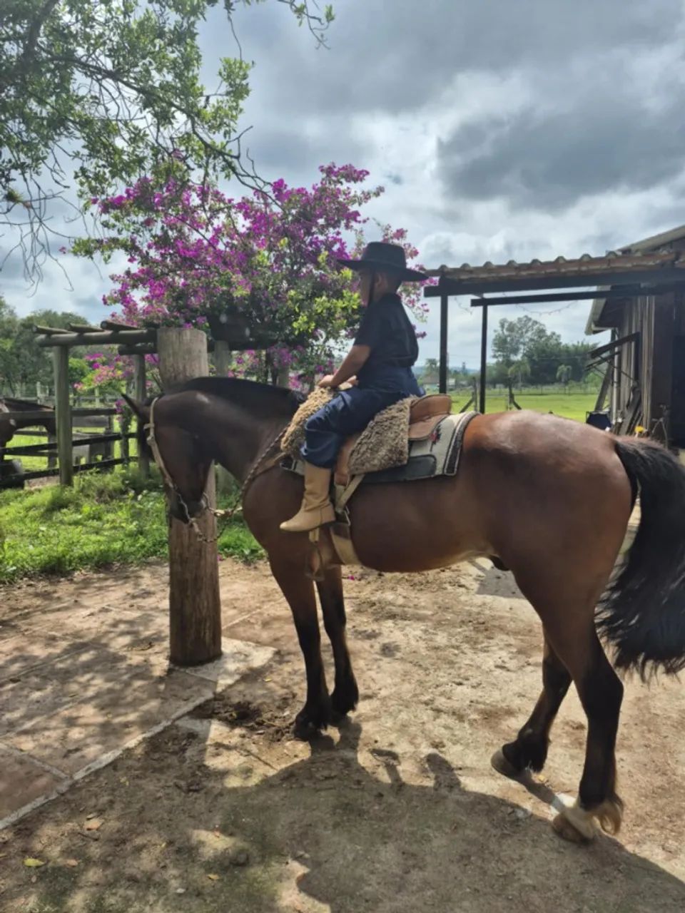 Cavalo crioulo castrado manso - Foto 4