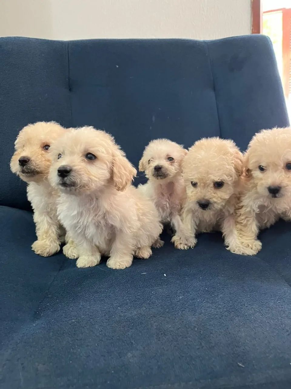Lindos poodle toy  - Foto 3