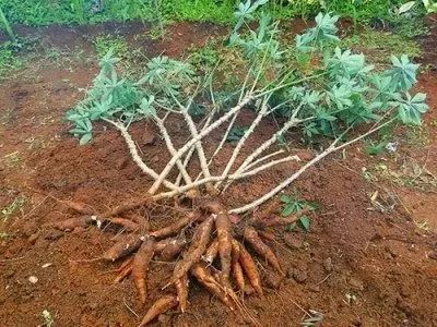 Caixa de Mandioca Amarelinha Super Macia Tenho Manivas Mudas Também - Foto 2