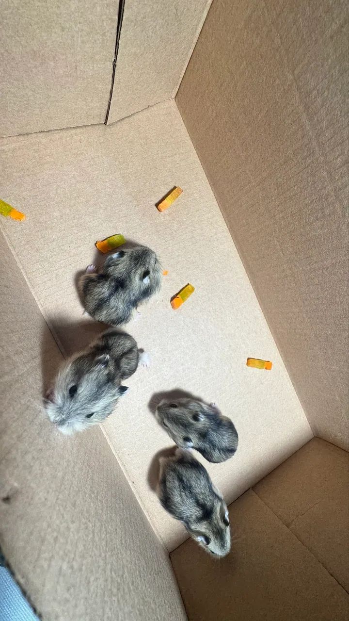 Hamster anão russo - Foto 4