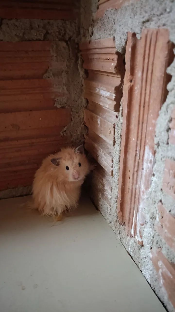 Hamester filhote  - Foto 5