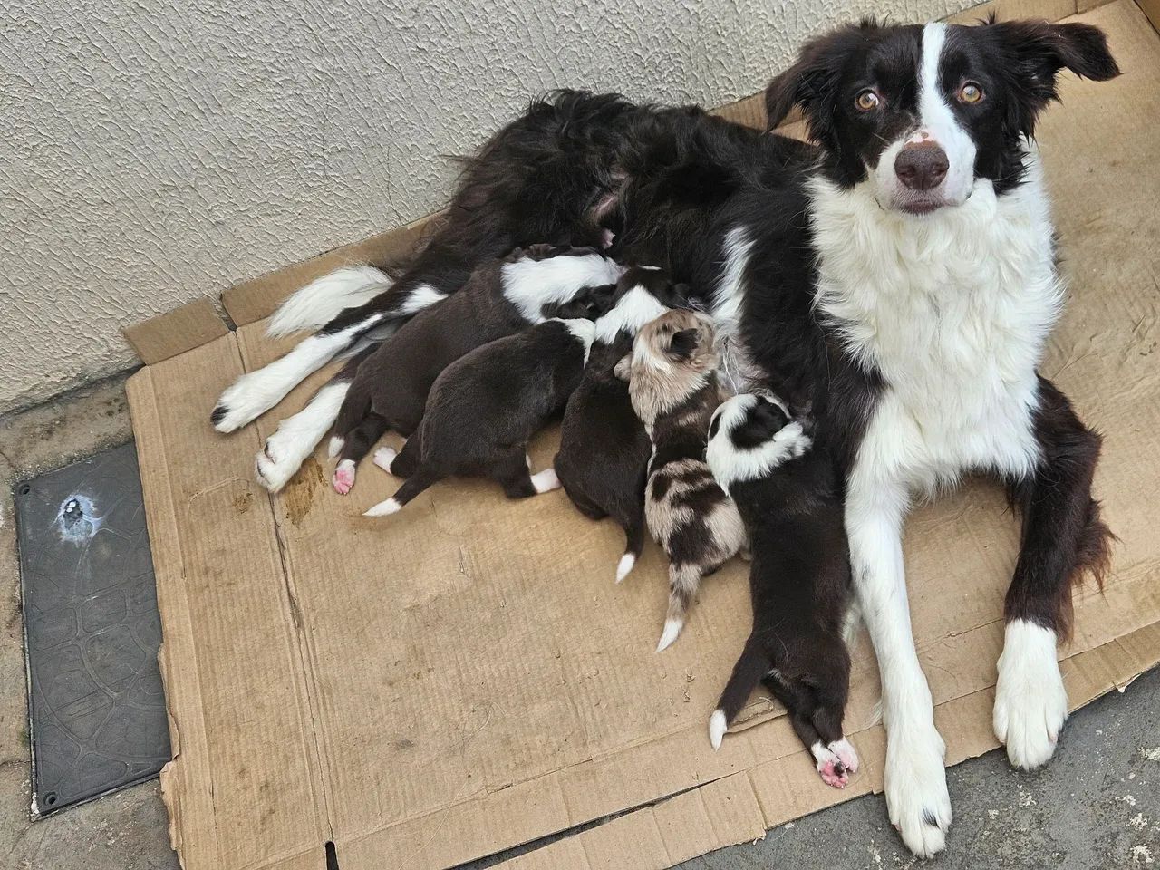 Border Collie