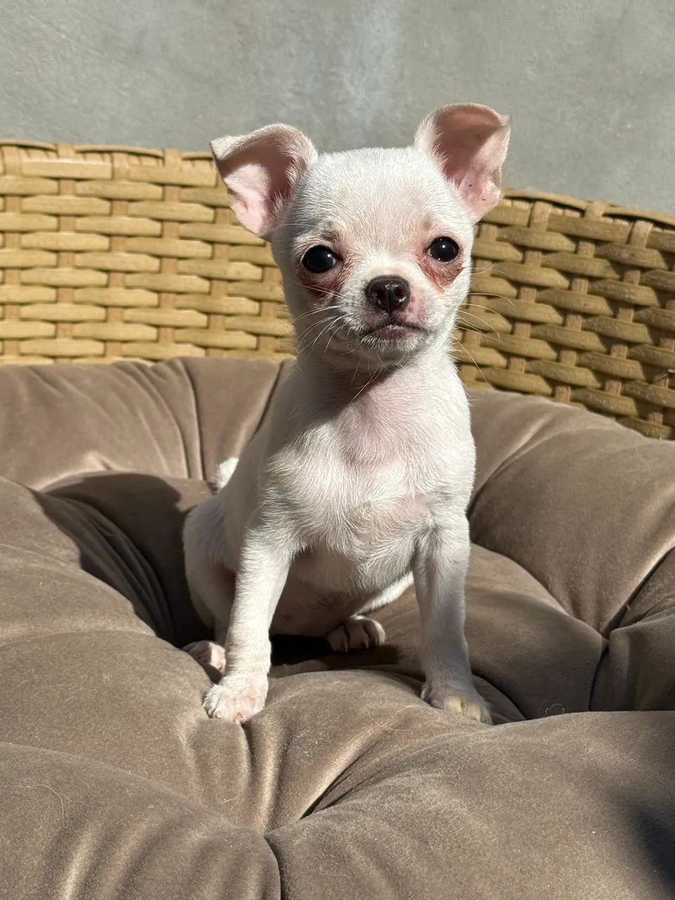 Chihuahua  Fêmea pelo curto micro  - Foto 2