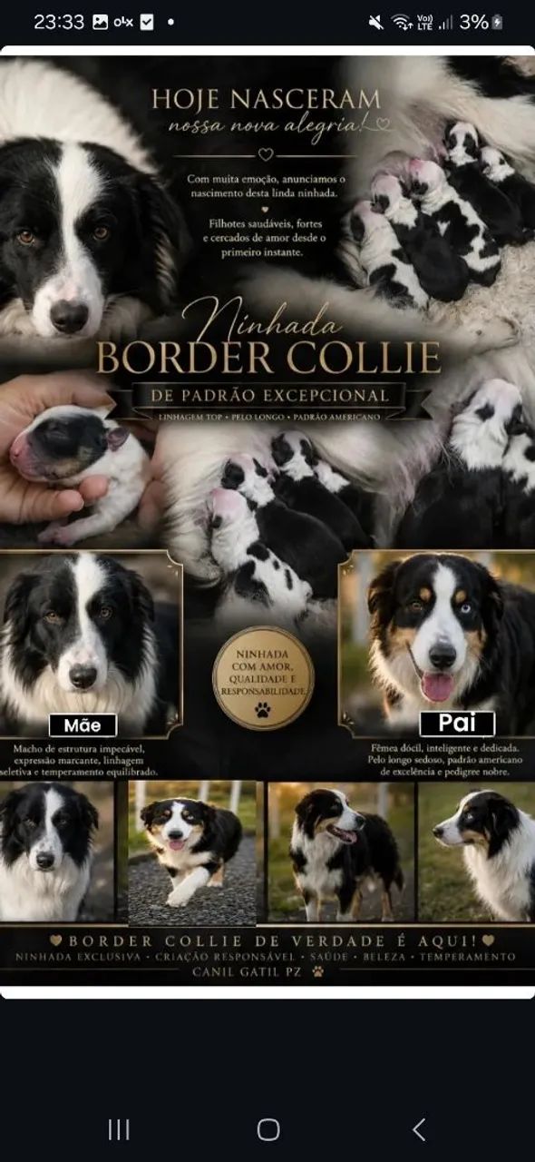 Filhotes de Border collie 