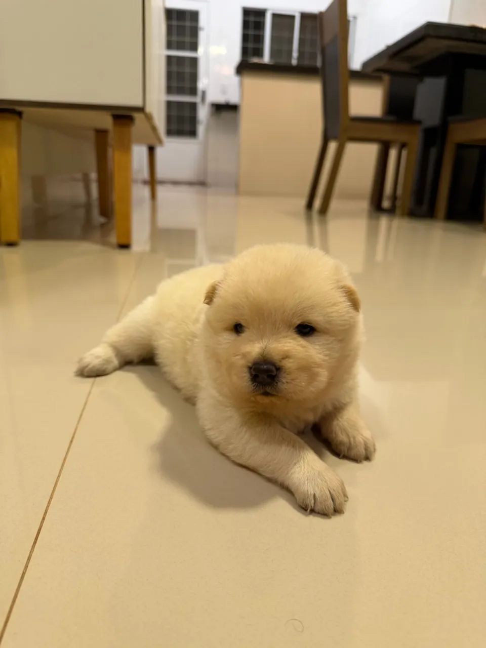 VENDE-SE CHOW-CHOW BRANCO - Foto 5