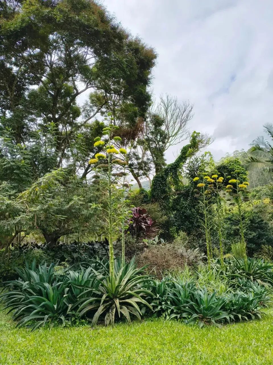 Sítio com Riacho em Secretário- Petrópolis - RJ - Foto 2