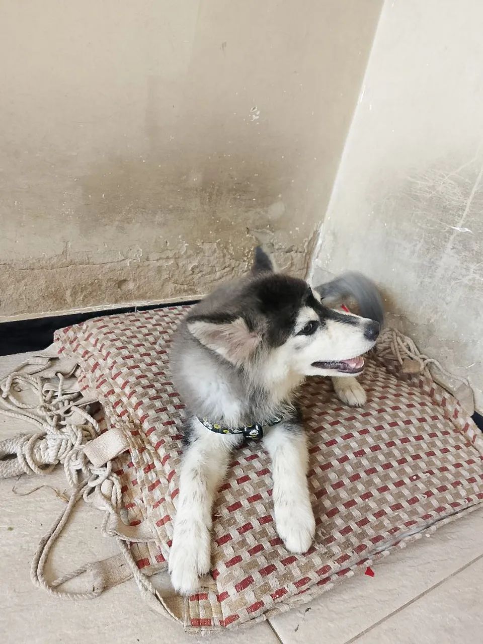 Vende se cachorro husky siberiano filhote  - Foto 2