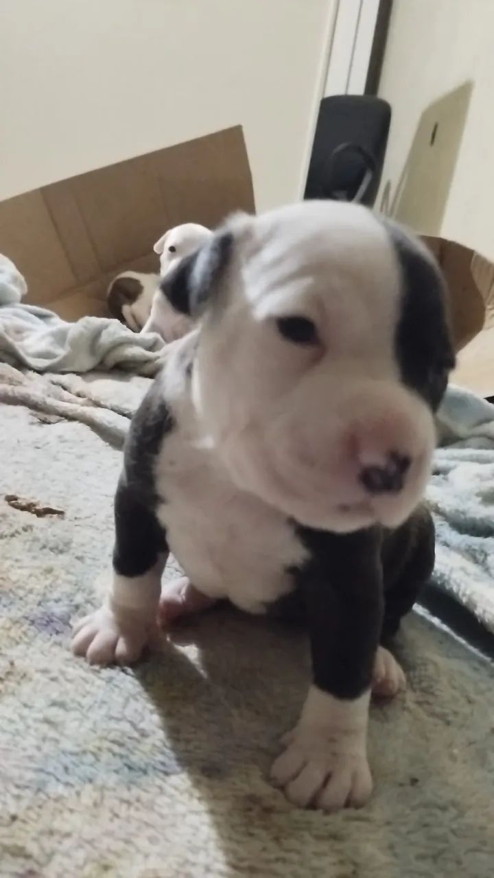 Pitbull 