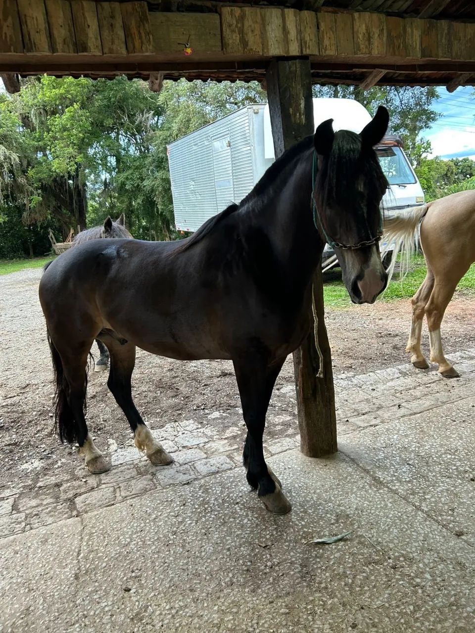 Cavalo crioulo  - Foto 3