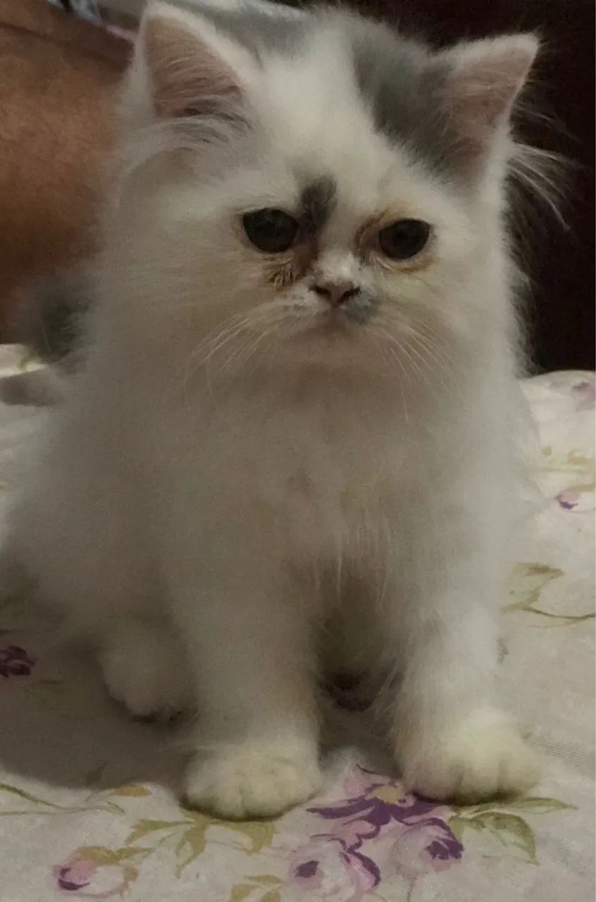 Gatinho Persa disponível 