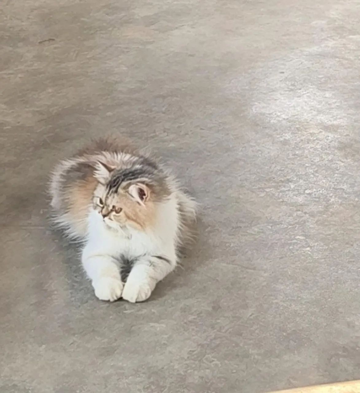 Gata persa  - Foto 2