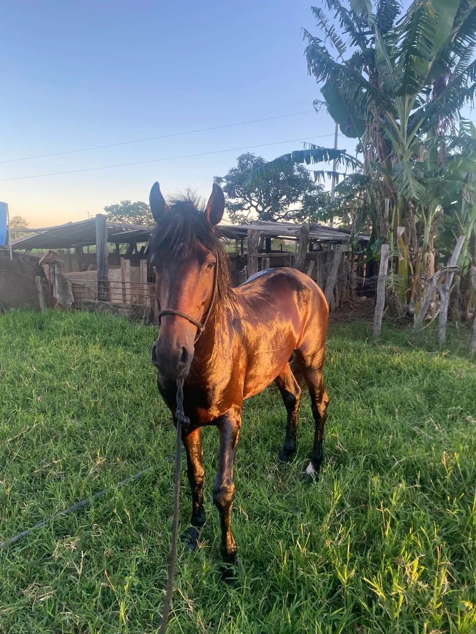 Potro MM, macha picada, 3 anos e 7 meses, sem papel, mais informações pv - Foto 2