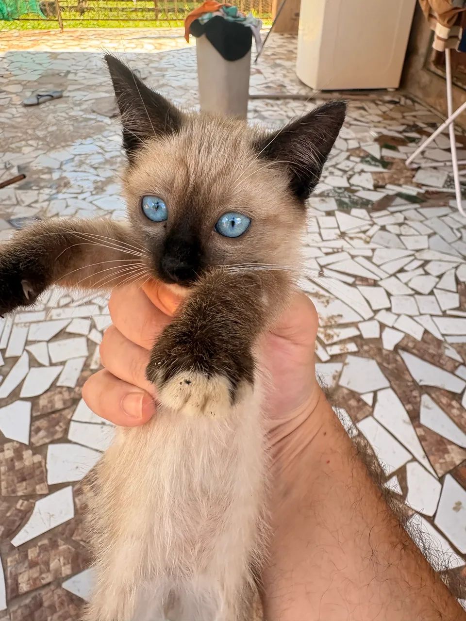 Gatinhas para adoção 