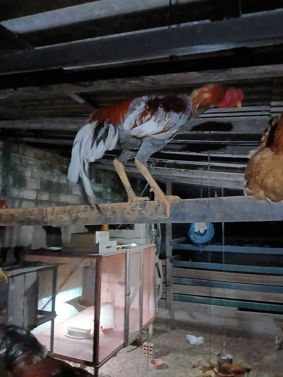 Vendo criação galos e galinhas indio gigante . - Foto 2