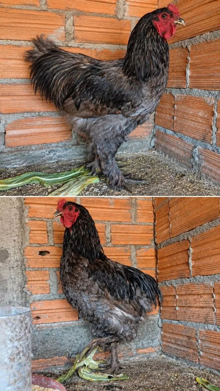 Galos e galinhas de raça  - Foto 3