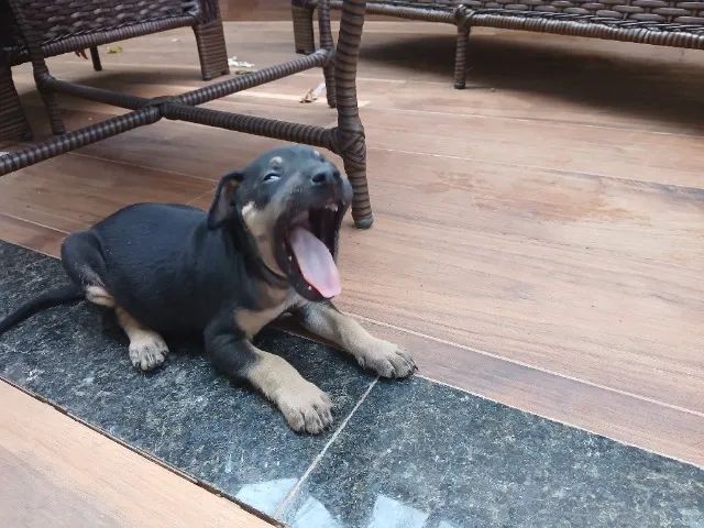 Filhotes de cachorro - Foto 4