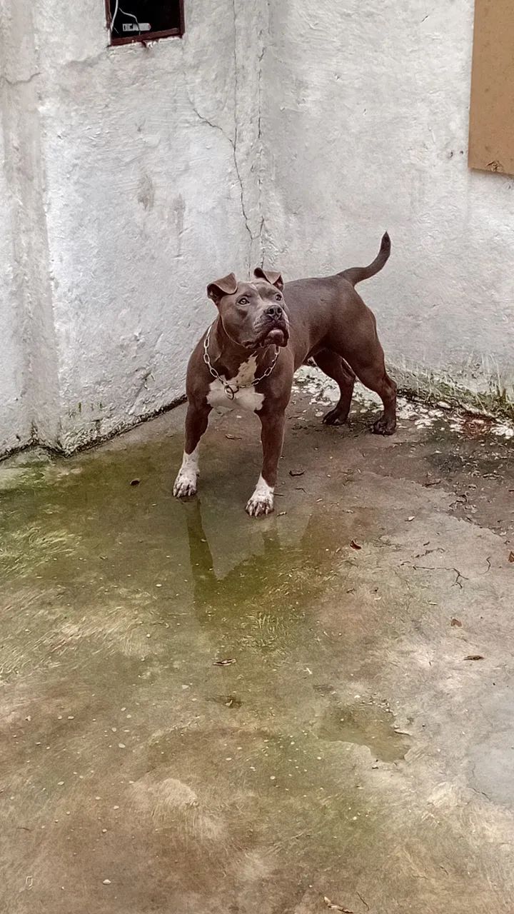 Doação de Pit monster  - Foto 3