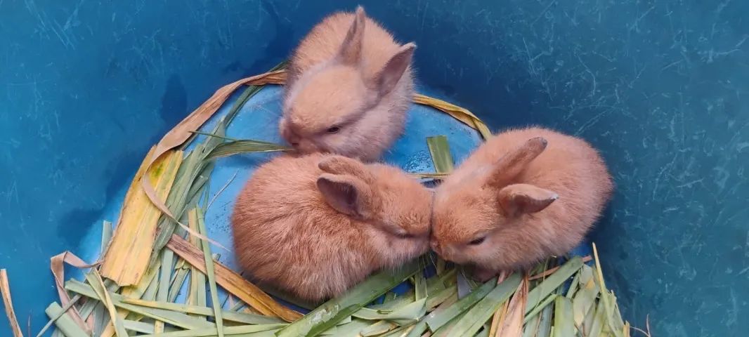 Coelhos lindos e fofinhos - Foto 3