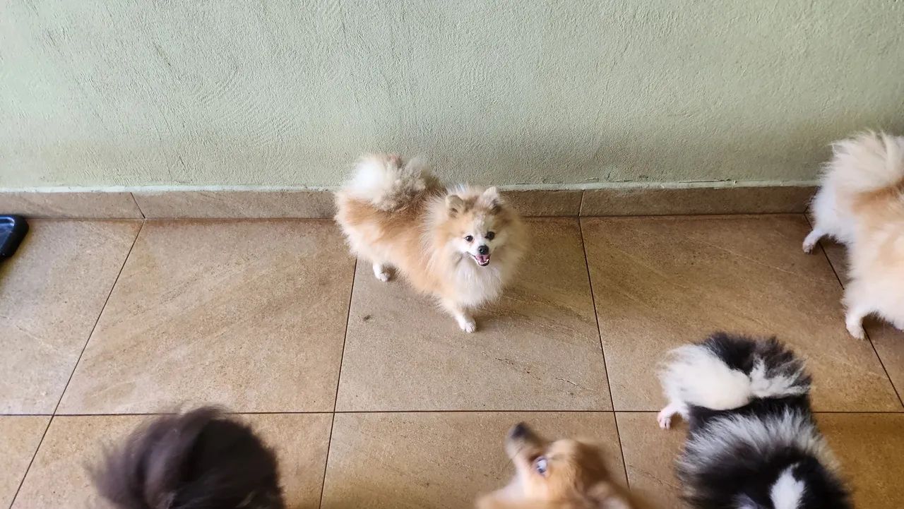 Spitz Alemão Anão macho  - Foto 4