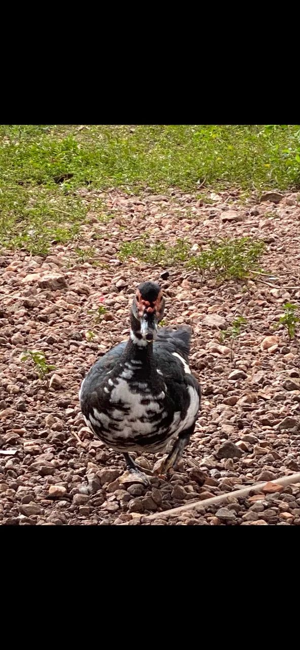 Pato 