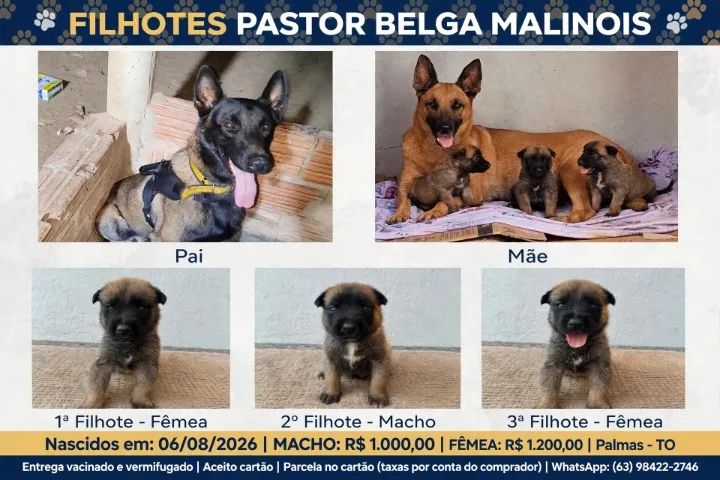 VENDO FILHOTE MACHO DE PASTOS MALINOIS  - Foto 3