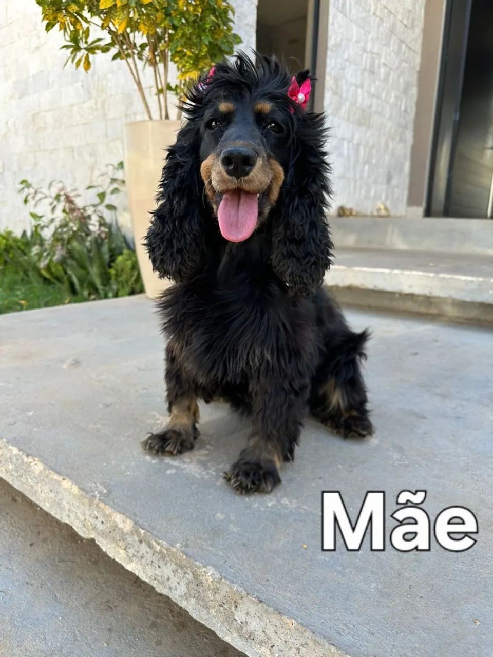 Cocker Spaniel Inglês 